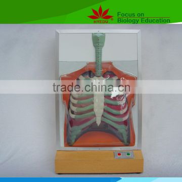 Low priced human respiratory motion model