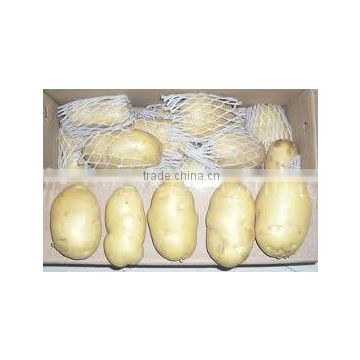 fresh potato(new crop)