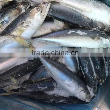 China cheap china frozen fish pacific mackerel on with good quality