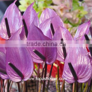 Cheap Wholesale Fresh Cut Flower For Decoration Purple Fresh Anthurium