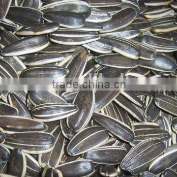bulk chinese sunflower seed 5009 for human consumption