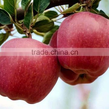 Price for fresh apple on sale