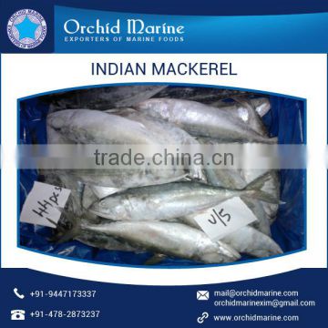 Whole Round Indian Mackerel from Reputed Seafood Dealer