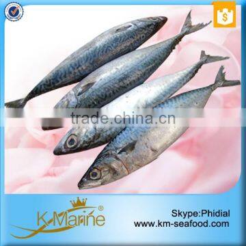 Frozen Horse Mackerel in China