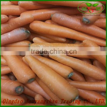2014 bulk fresh carrot for sale
