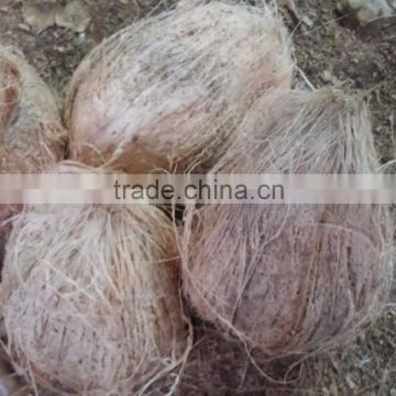 Indian Fresh Semi Coconuts