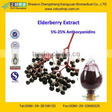 GMP Certified Manufacturer Supply Natural Elderberry Extract Powder