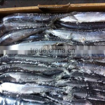 Frozen pacific Saury with whole round