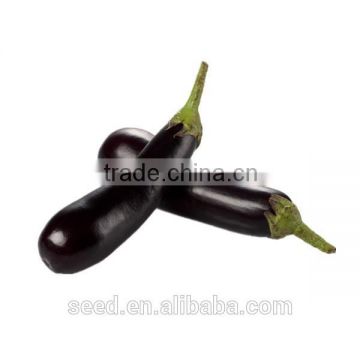hot sale long purple eggplant seeds SXE No.3