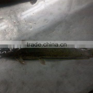 small size Catfish