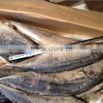 Exporting frozen horse mackerel fish