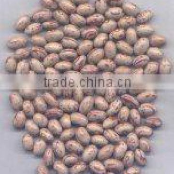 light speckled kidney beans Mongolia type