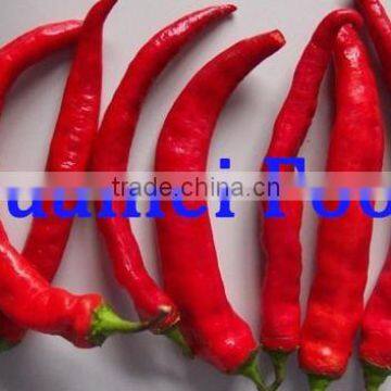 Fresh Red Chilli