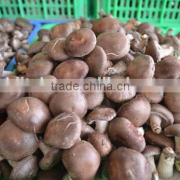 fresh shiitake mushroom, boletus edulis, natural, raw