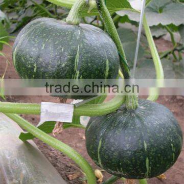 HPU08 Zemei round deep green F1 hybrid pumpkin seeds prices