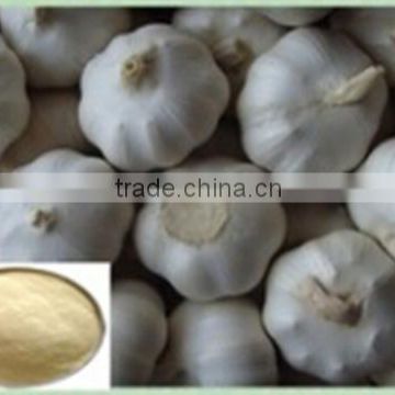 100% Natural Garlic Extract pure natural plant extracts