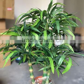 Artificial bamboo potted in plastic pot for shopping center sales
