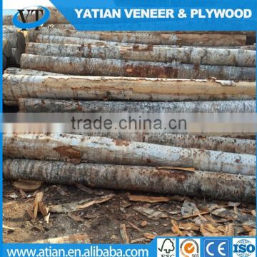 AB grade poplar wood veneer factory direct selling to Egypt market