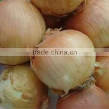 New Crop Yellow Fresh Onion 5-7cm