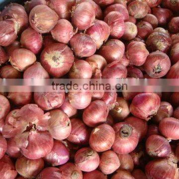 Red Fresh Onion from Pakistan