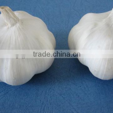 Chinese White garlic 2012 crop