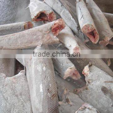 Frozen oilfish HGT