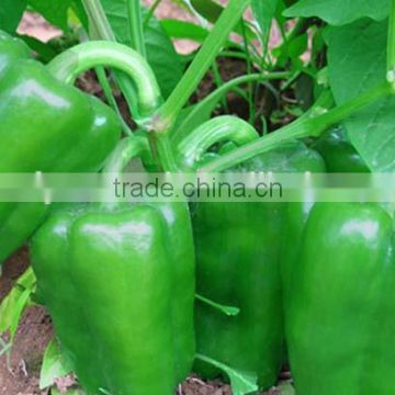 MSP231 SL no.3 glossy light green sweet pepper seeds in hybrid seeds