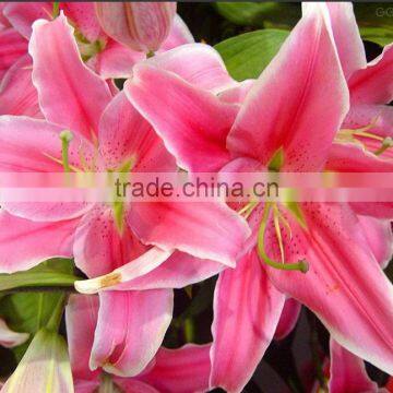 Decoration lily flower fresh cut lily flower Ornamental flower