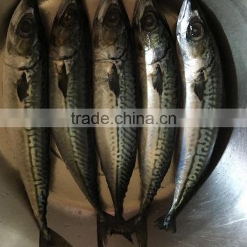 New landing fresh sea frozen High quality HGT fish pacific mackerel scomber japonicus