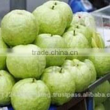fresh guava exporters/pink ,white guava export in india/fruits supplier