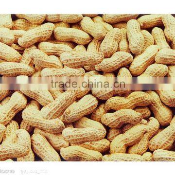 Huaxiaobao Peanut Shenghua 7