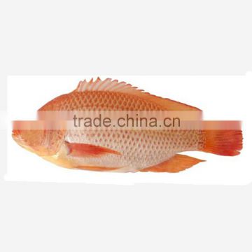 IQF W/R Red tilapia fish price