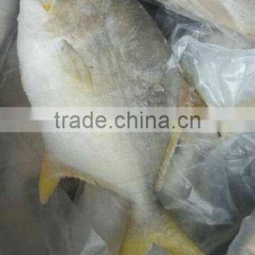 frozen fish golden pomfret