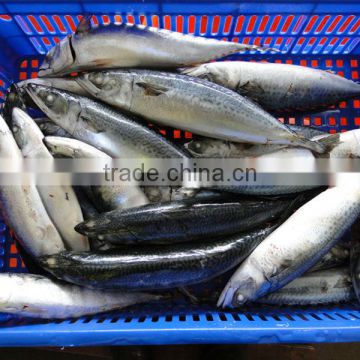 Frozen Horse Mackerel Fish Suppliers