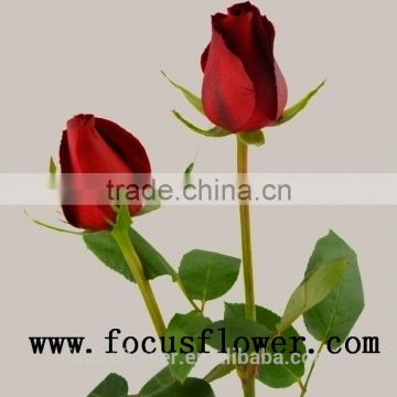 Natural High Quality Fresh Cut Rose Flowers fresh cut rose flowers natural carola for wedding decoration from china wholesale fr