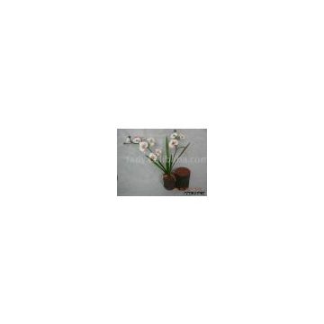 flower bonsai