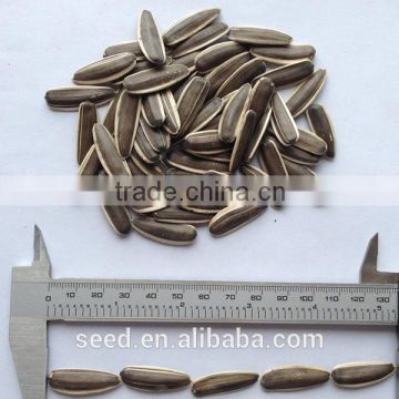 2014 high quality sunflower seeds S1338