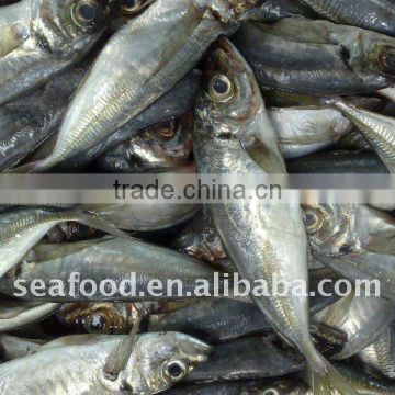 cheap horse mackerel (big size)