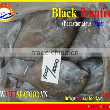 FROZEN BLACK POMFRET WHOLE ROUND