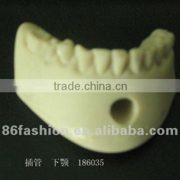 plastic human teeth model medical model