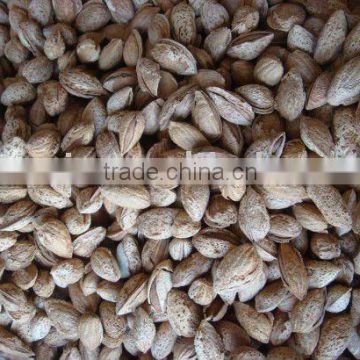 Roasted Almonds in Shell