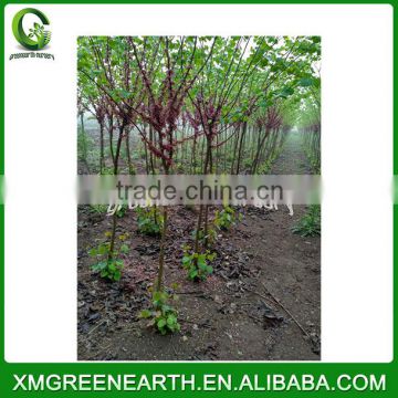 Cercis Chinensis - winter resist landscaping trees (2)