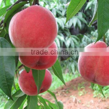high quality Honey peach fruit for sale