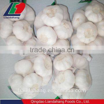 GAP/ KOSHER/ HALAL Natural Normal White Garlic