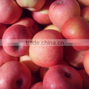 Red Fuji Apple For Dubai Market