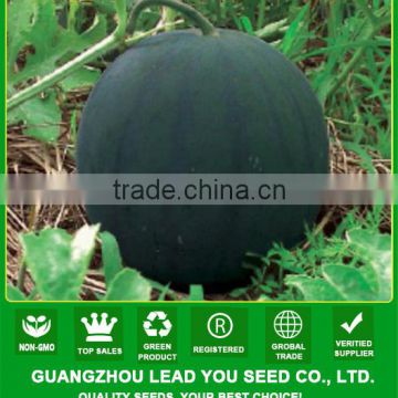 W08 Midu medium-early maturity seedless watermelon seeds, national approved variety