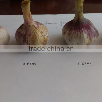 4.5cm 5.0cm 5.5cm 6.0cm normal white and pure white new crop garlic