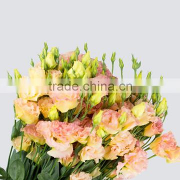 Wide variety hot selling eustoma flower for decoration
