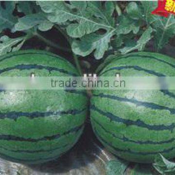 SR high sugar content hybrid f1 watermelon seeds