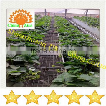 vegetables and flower greenhouse growing tray